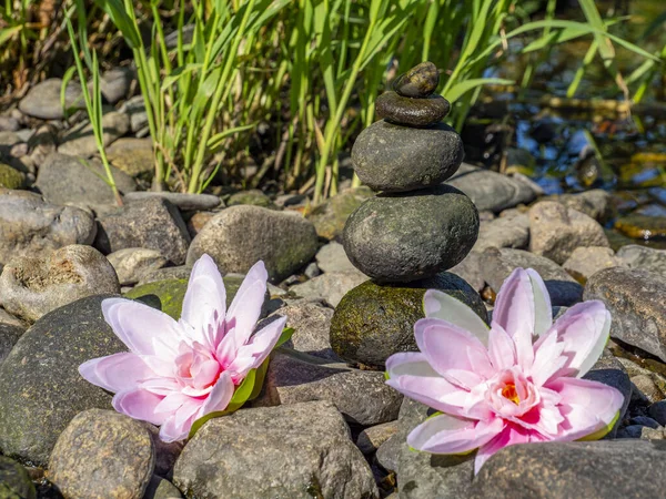 Lotus fleurit dans l'équilibre des pierres — Photo