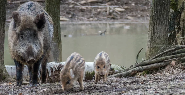 Panorama Cinghiale con i giovani — Foto Stock