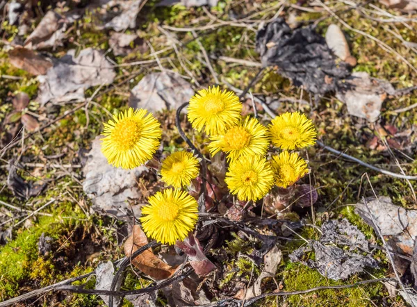 Coltsfoot Planta medicinal amarela na primavera — Fotografia de Stock