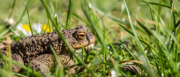 Panoráma Közös varangy a tavaszi réten — Stock Fotó