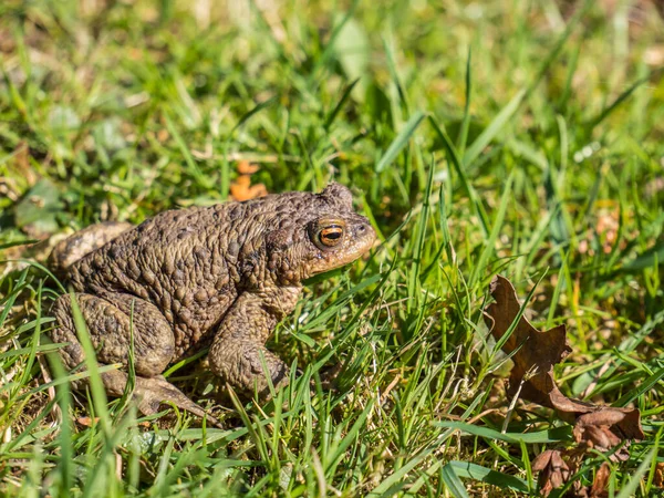 Common toad on the meadow — Stock Photo, Image