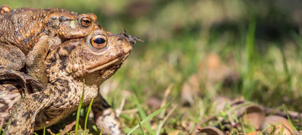 Panorama Common toad on the meadow — Stock Photo, Image