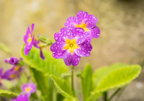 Flores de primavera de Primula Juliae — Fotografia de Stock