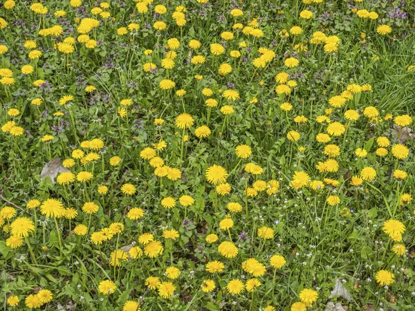 Paardebloem weide in het voorjaar — Stockfoto