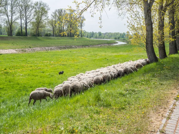 Panorama herder met schapen in het voorjaar — Stockfoto