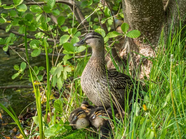 Pato con sus polluelos en la primavera — Foto de Stock