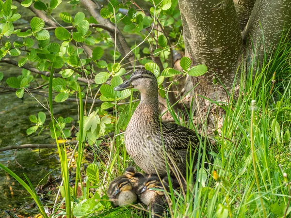 Mallard con sus polluelos en la primavera — Foto de Stock