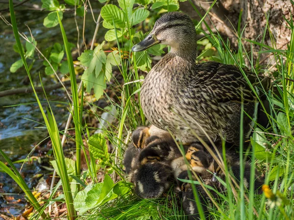 Pato con sus polluelos en la primavera — Foto de Stock