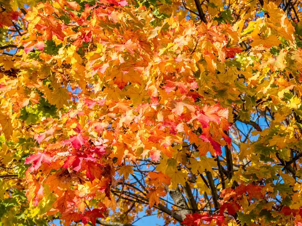 Foglie colorate albero autunno — Foto Stock