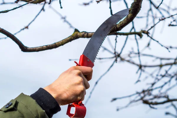 Tree is cut with a tree saw — 图库照片