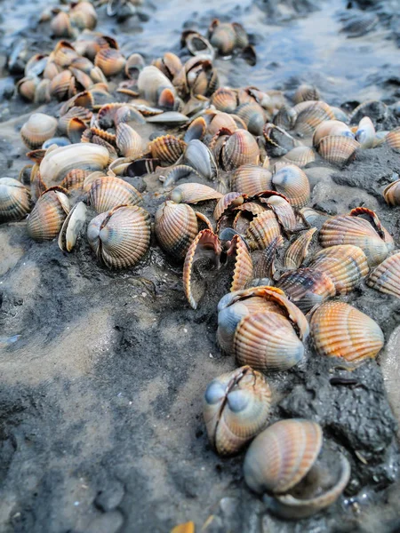 Banco de conchas en el Mar de Wadden — Foto de Stock