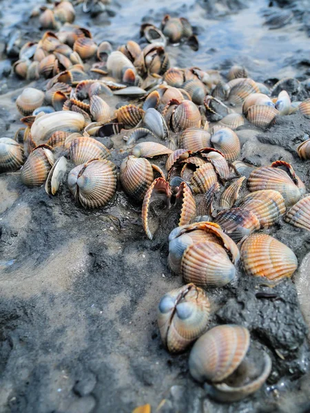 Κοχύλια Τράπεζα στη Θάλασσα Wadden — Φωτογραφία Αρχείου