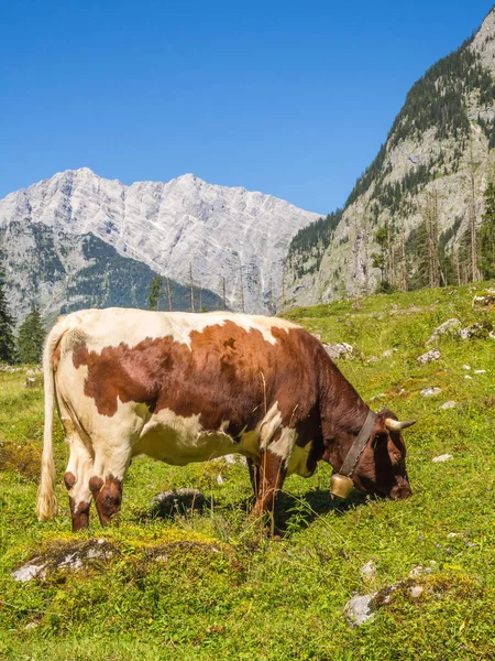 Vaca en los Alpes en un pasto de montaña — Foto de Stock