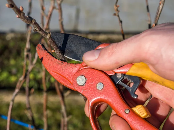 Garden shears when pruning trees in spring