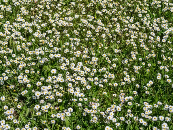 Prästkragar äng i trädgården — Stockfoto