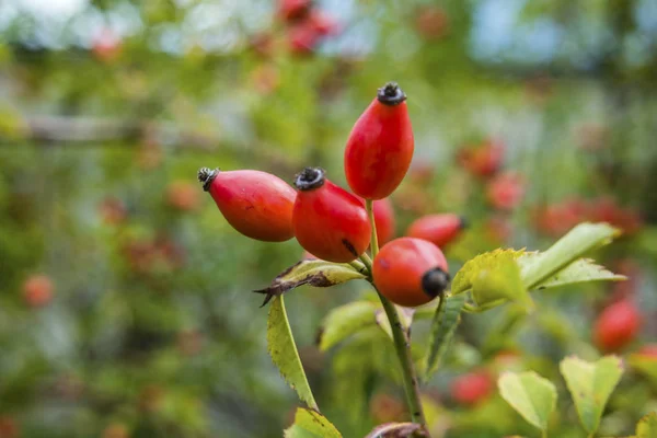 Rosehip Rosa canina achtergrond afbeelding — Stockfoto