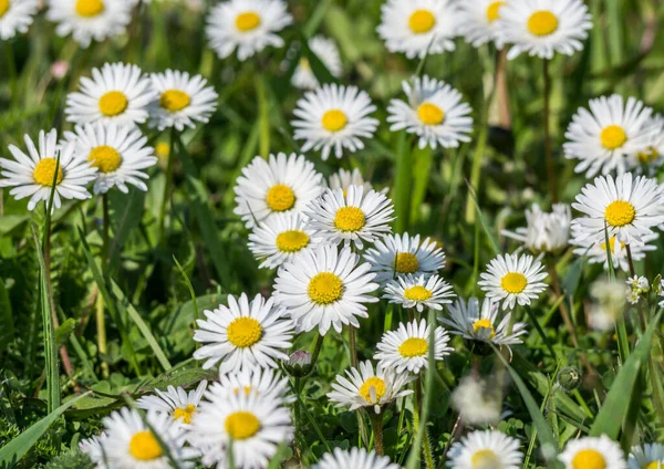 Field with daisies background image — 스톡 사진