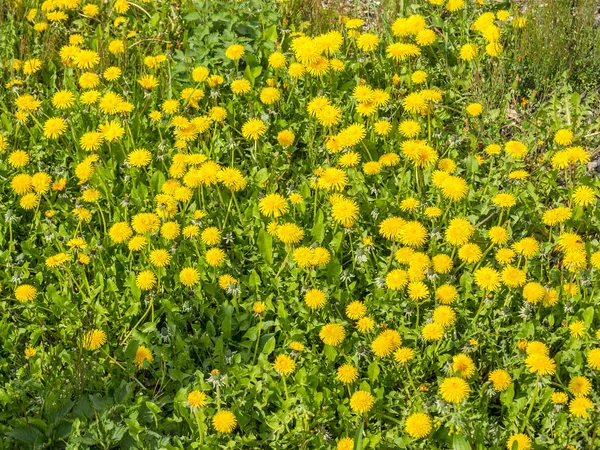 春のタンポポの草原 — ストック写真