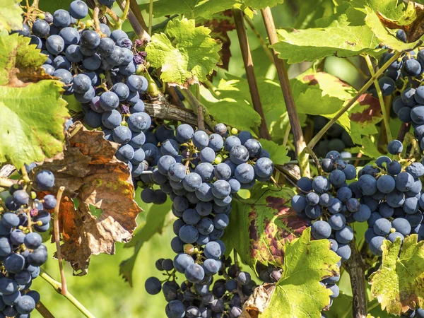 Vigne dans le jardin — Photo