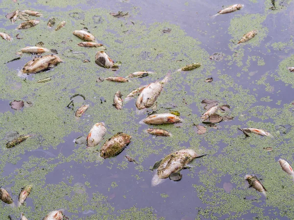 Tote Fische im See — Stockfoto