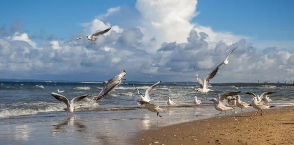 Gulls at the North Sea on a sandbank — Stock Photo, Image