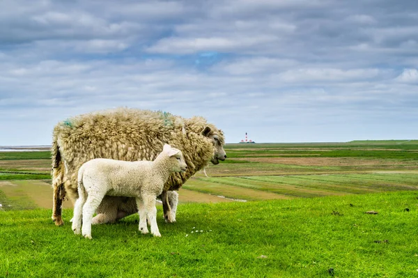 Ovce na hrázi u Severního moře — Stock fotografie
