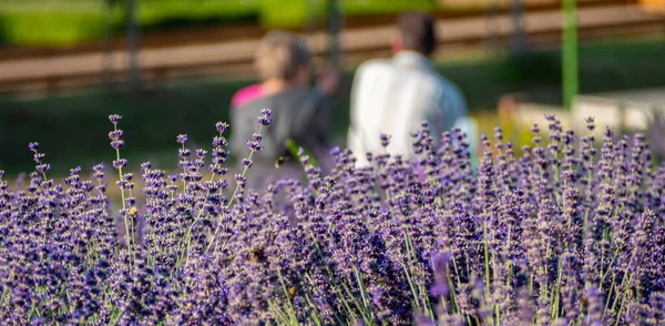 Panorama couple takes a break in the lavender field