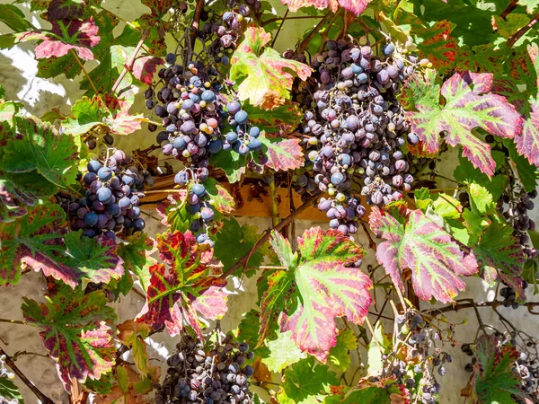 Спелое вино осенью — стоковое фото
