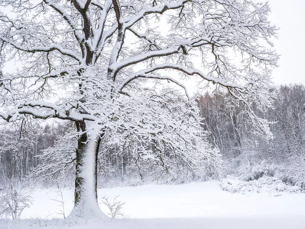 冬の雪景色の背景 — ストック写真