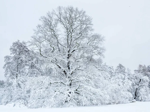 サクソニーの冬の雪景色 — ストック写真