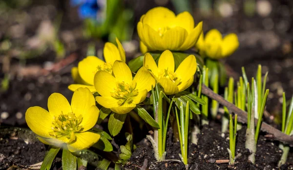 Panorama zimní aconite v zahradě — Stock fotografie