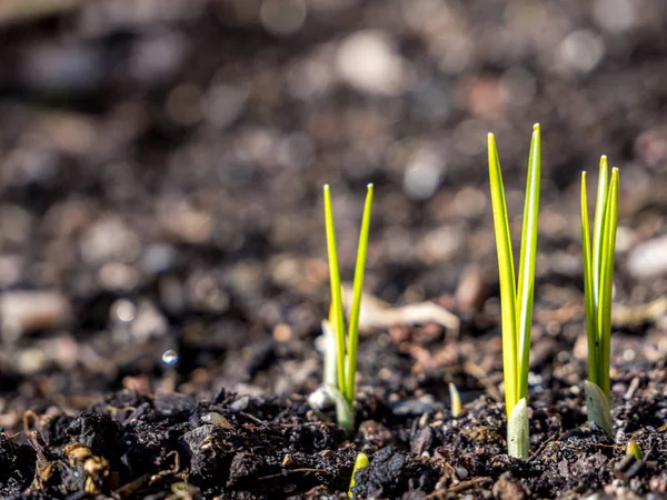 Sprossen im Frühling — Stockfoto