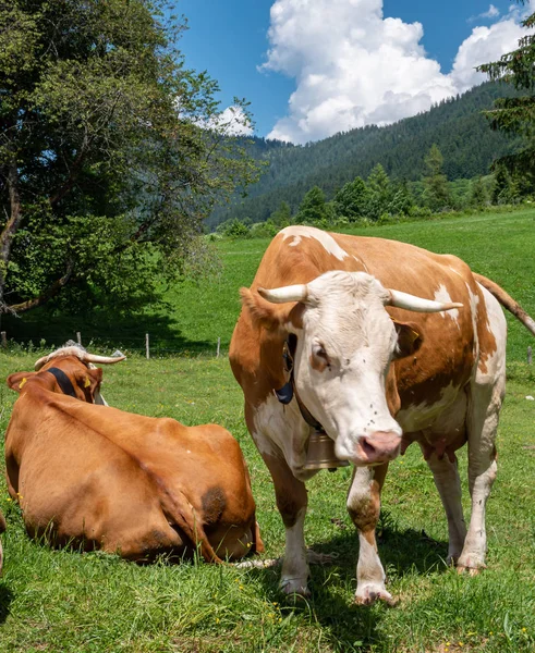 Vacas en los Alpes Berchtesgaden — Foto de Stock