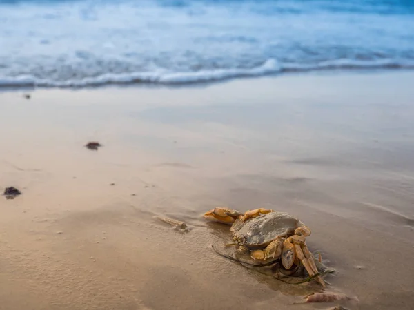 Közönséges homoki rák Carcinus maenas az Északi-tengeren — Stock Fotó