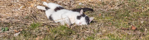 Katt njuter av första solstrålarna — Stockfoto