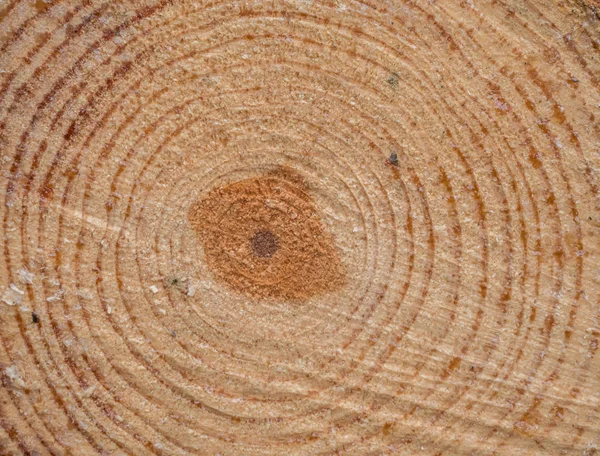 Baum Ringe Vorlage Hintergrund — Stockfoto