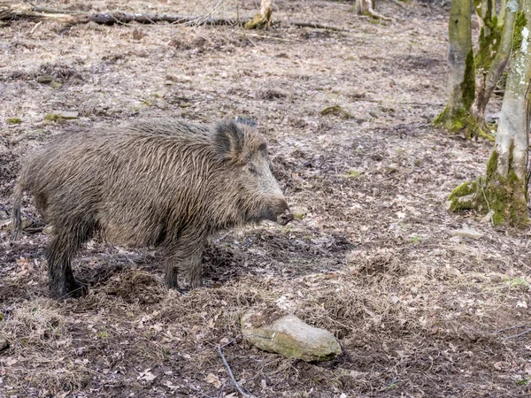 Cinghiale nella foresta — Foto Stock