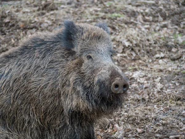 Cinghiale in natura — Foto Stock