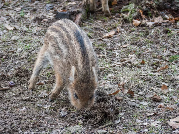 Panorama del cinghiale nella foresta — Foto Stock