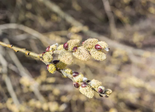 Pollen allergy in spring — Stock Photo, Image