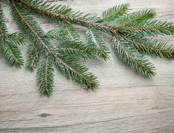 fir branch on wood texture