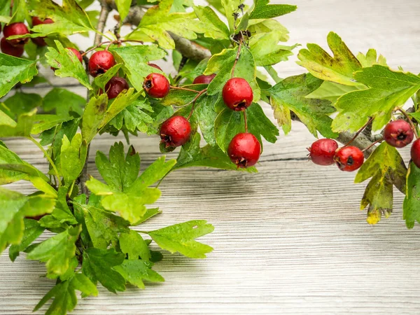 Hawthorn on a wooden background — 스톡 사진