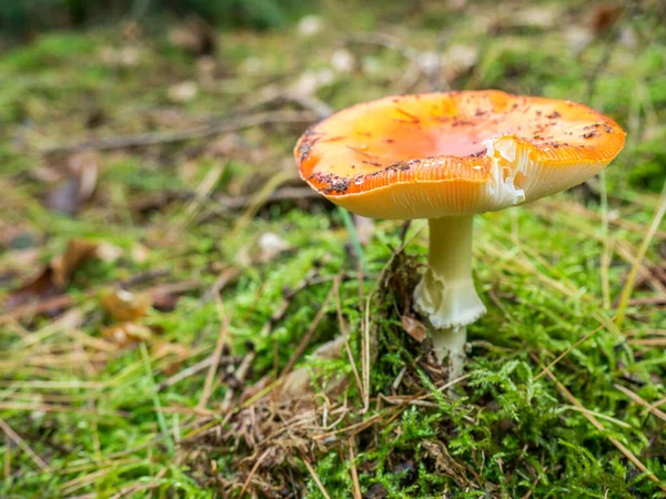 Giftige en hallucinogene paddenstoel vliegen Agaric in gras — Stockfoto