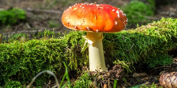 Giftige en hallucinogene paddenstoel Vliegen Agaric in gras op herfst fo — Stockfoto