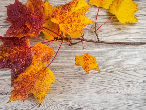 Πολύχρωμα φθινοπωρινά φύλλα σε φόντο ξύλου — Φωτογραφία Αρχείου