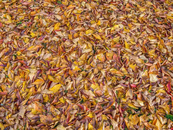 Autunno Decorazioni Texture Materiale sfondo — Foto Stock