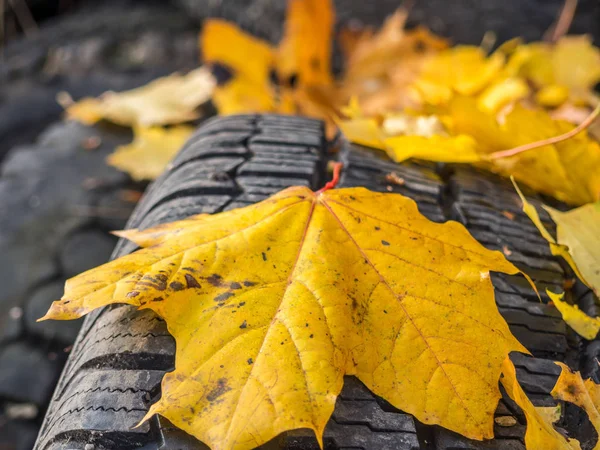 Foglia su uno pneumatico in autunno — Foto Stock