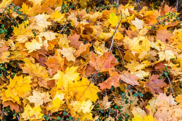 Foglie di Acer in autunno — Foto Stock