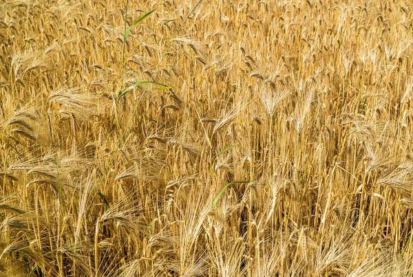 여름의 황금빛밀 밭 — 스톡 사진