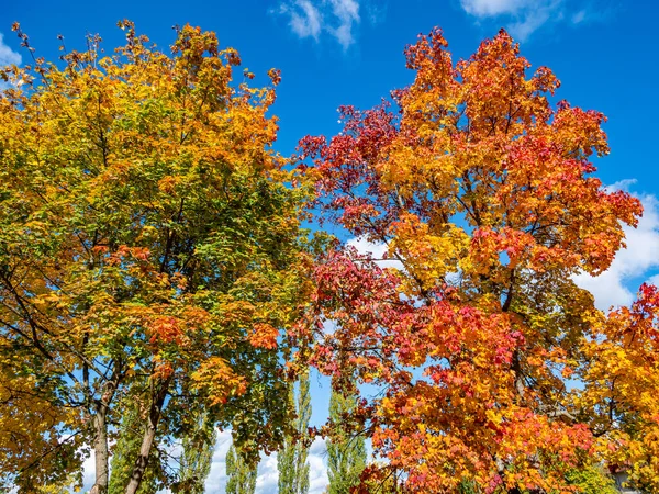 Colorful trees in the autumn